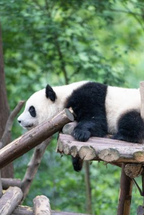 大熊猫繁育研究基地2
